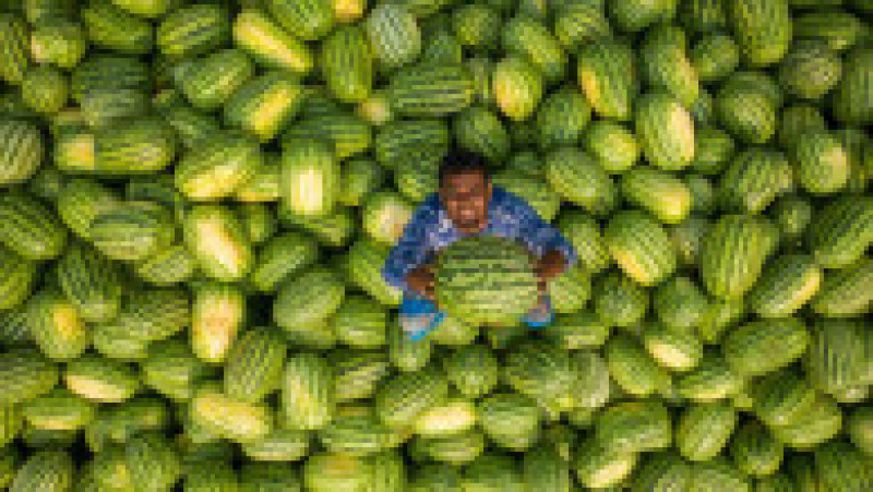 Pepeni transportați în piețele din Dhaka, capitala Bangladeshului FOTO: Profimedia Images | Poza 6 din 18