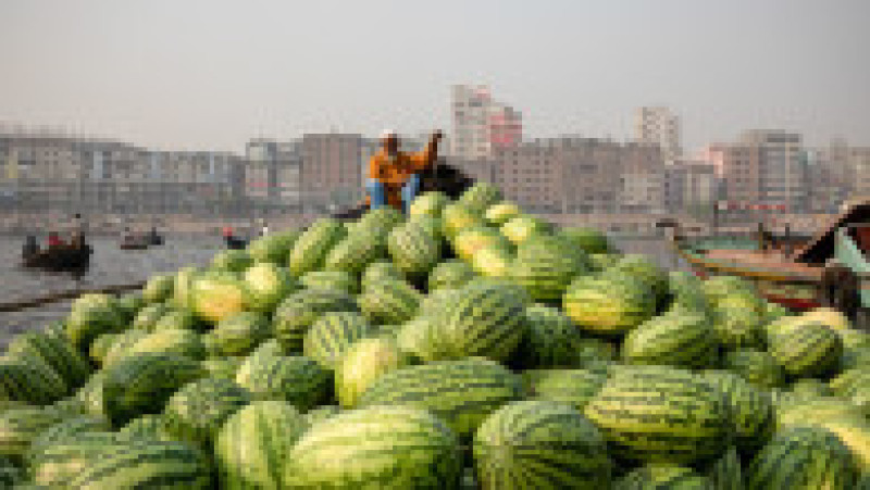 Pepeni transportați în piețele din Dhaka, capitala Bangladeshului FOTO: Profimedia Images | Poza 18 din 18