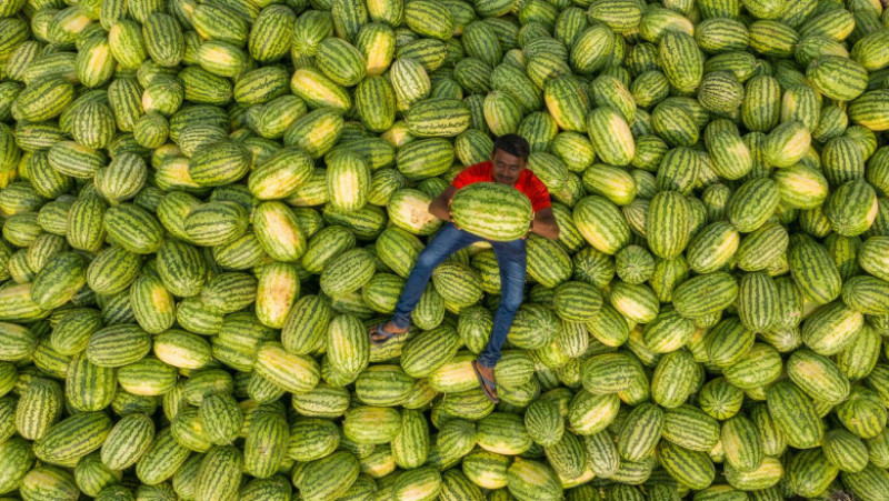 Pepeni transportați în piețele din Dhaka, capitala Bangladeshului FOTO: Profimedia Images