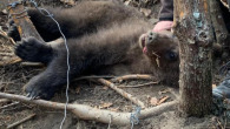 Operațiune de salvare a doi pui de urs. Foto: Garda de mediu Buzău | Poza 2 din 4