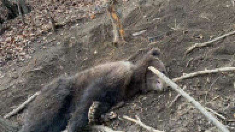 Operațiune de salvare a doi pui de urs. Foto: Garda de mediu Buzău | Poza 4 din 4