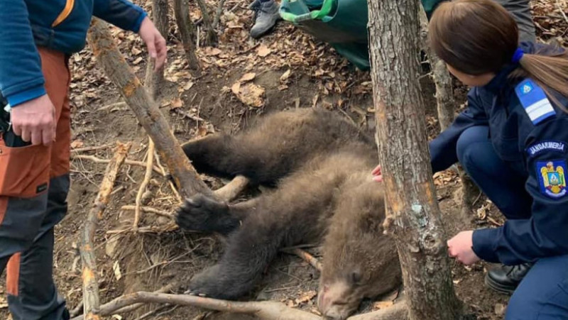 Operațiune de salvare a doi pui de urs. Foto: Garda de mediu Buzău