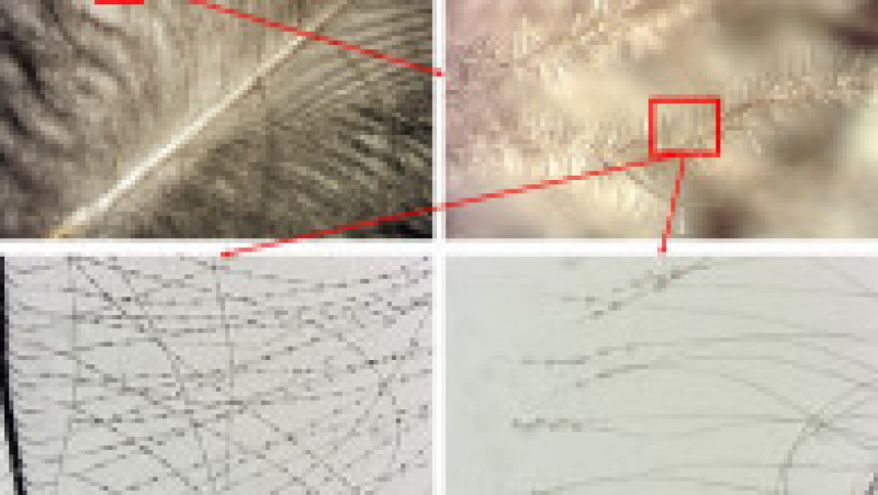 Oamenii de știință au reușit să identifice de la ce păsări provin penele care au umplut pernele. Foto: norwegianscitechnews.com | Poza 1 din 4
