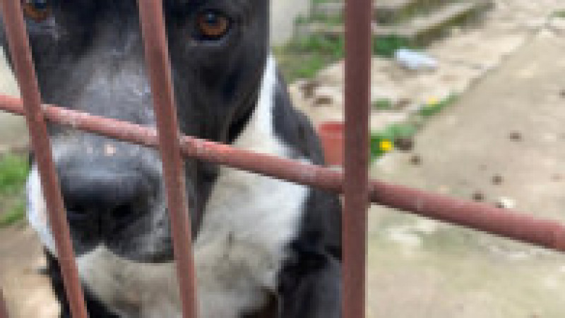 Câini din rasa Amstaff găsiți într-o localitate din Arad, fără hrană și apă de aproape o săptămână. Foto: Poliția Română | Poza 1 din 3