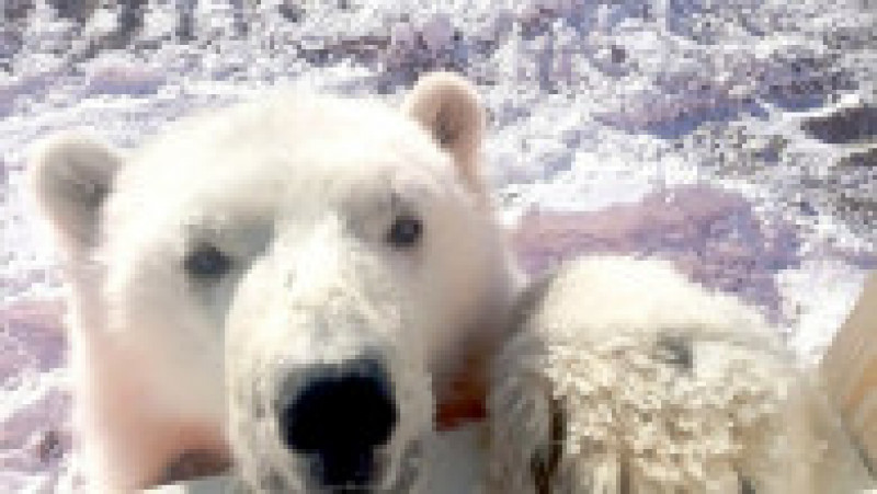 Pui de urs polar orfan salvat de mineri pe o insulă arctică îndepărtată FOTO: Profimedia Images | Poza 1 din 10