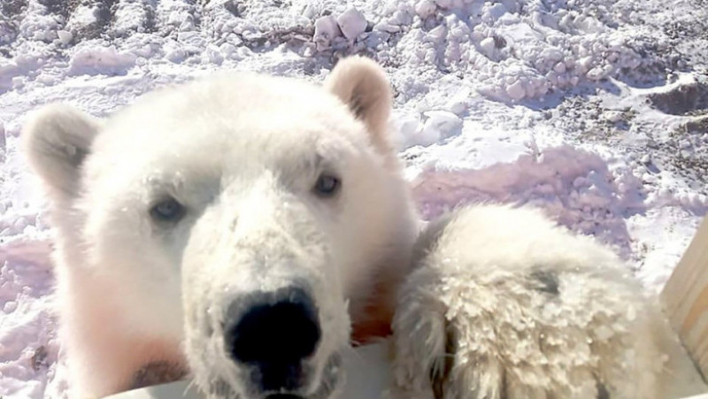 Pui de urs polar orfan salvat de mineri pe o insulă arctică îndepărtată FOTO: Profimedia Images