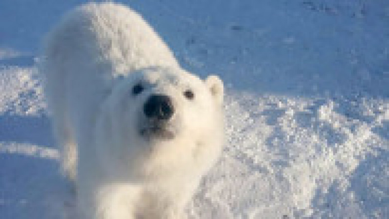 Pui de urs polar orfan salvat de mineri pe o insulă arctică îndepărtată FOTO: Profimedia Images | Poza 4 din 10