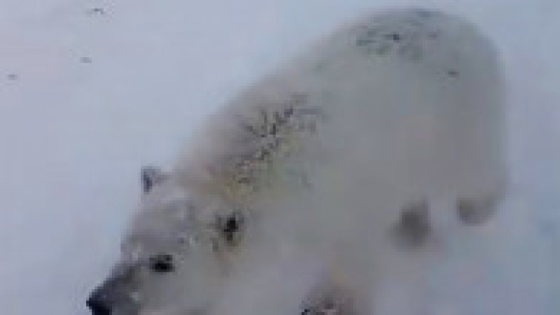 Pui de urs polar orfan salvat de mineri pe o insulă arctică îndepărtată FOTO: Profimedia Images | Poza 8 din 10