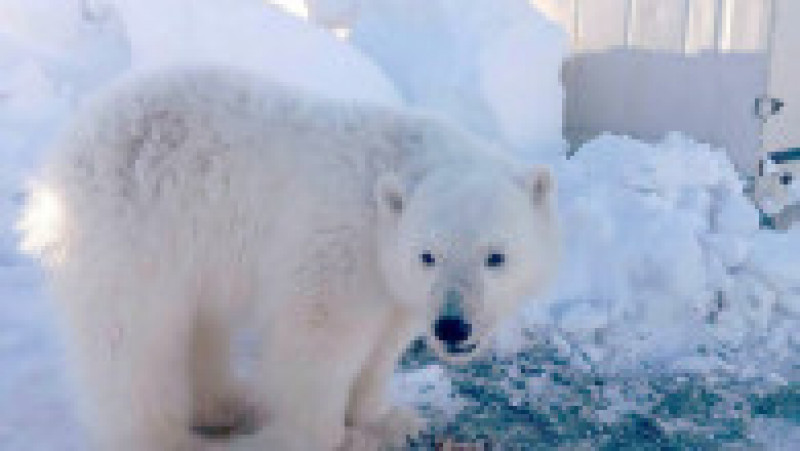 Pui de urs polar orfan salvat de mineri pe o insulă arctică îndepărtată FOTO: Profimedia Images | Poza 5 din 10