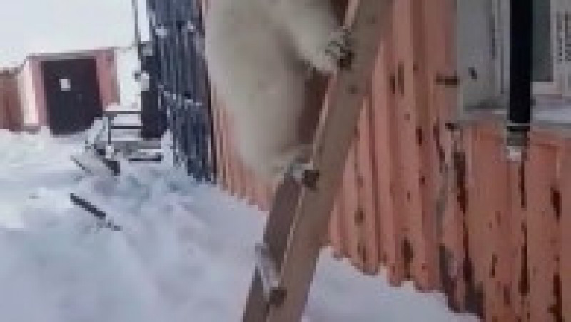 Pui de urs polar orfan salvat de mineri pe o insulă arctică îndepărtată FOTO: Profimedia Images | Poza 6 din 10