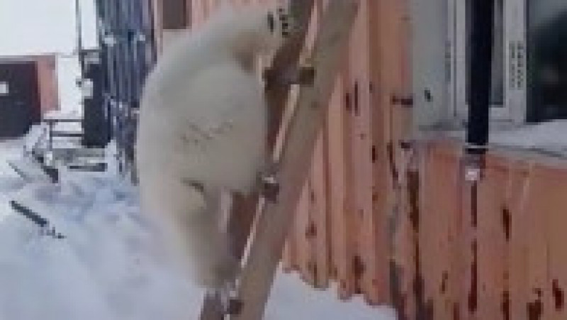 Pui de urs polar orfan salvat de mineri pe o insulă arctică îndepărtată FOTO: Profimedia Images | Poza 7 din 10
