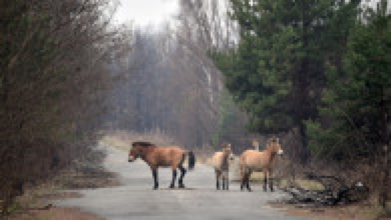 După dezastru, zona a devenit un paradis pentru elani, lupi dar şi pentru o specie de cai sălbatici originară din Asia, denumită calul lui Przewalski. Foto: Profimedia Images | Poza 3 din 5
