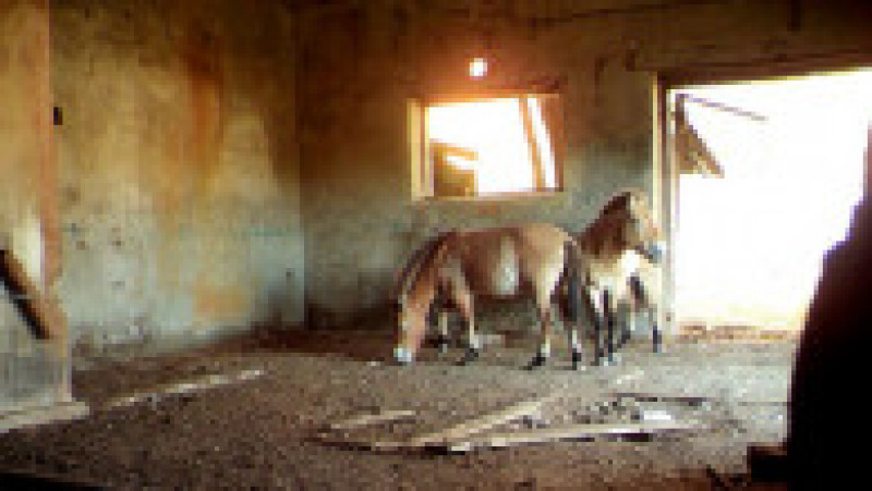 După dezastru, zona a devenit un paradis pentru elani, lupi dar şi pentru o specie de cai sălbatici originară din Asia, denumită calul lui Przewalski. Foto: Profimedia Images | Poza 4 din 5