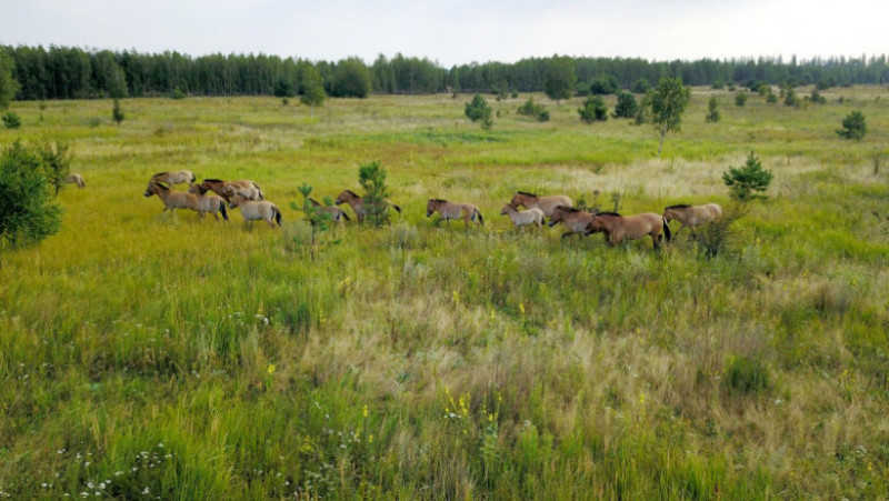 În condiţii optime, herghelia de cai din zona ucraineană ar putea ajunge să numere 300 până la 500 de animale. Foto: Profimedia Images