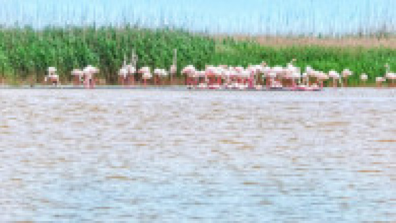 Păsări flamingo pe lacul Tuzla din Dobrogea Foto: Virgil Runcan | Poza 3 din 3