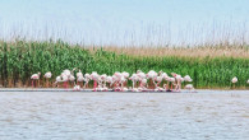 Păsările flamingo au fost observate duminică, pe Lacul Tuzla Foto: Virgil Runcan | Poza 1 din 3