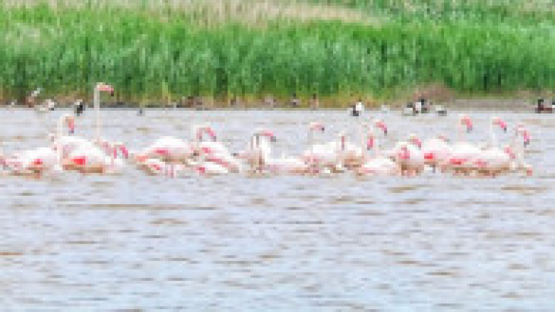 Păsări flamingo pe Lacul Tuzla Foto: Virgil Runcan | Poza 2 din 3