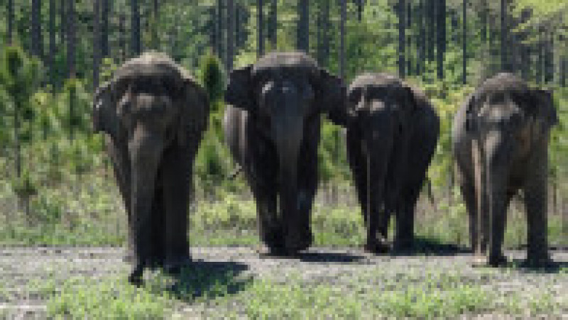 12 elefanți asiatici care până acum au trăit doar la circ au fost eliberați într-o rezervație din Florida . Facebook White Oak Conservation | Poza 1 din 5