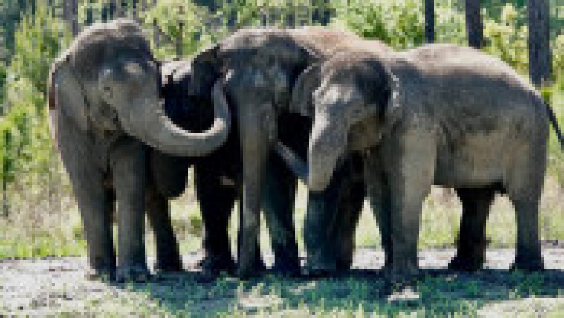 12 elefanți asiatici care până acum au trăit doar la circ au fost eliberați într-o rezervație din Florida . Facebook White Oak Conservation | Poza 2 din 5