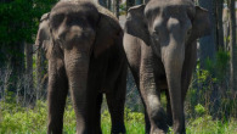 12 elefanți asiatici care până acum au trăit doar la circ au fost eliberați într-o rezervație din Florida . Facebook White Oak Conservation | Poza 3 din 5