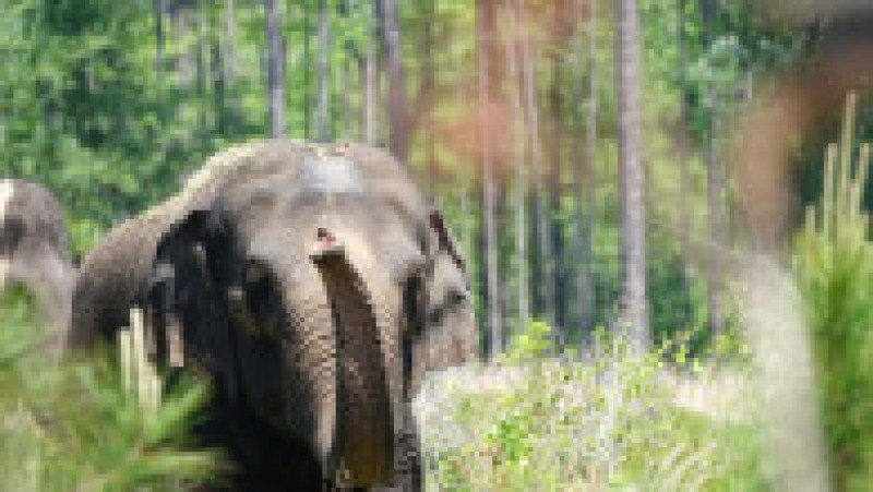 12 elefanți asiatici care până acum au trăit doar la circ au fost eliberați într-o rezervație din Florida . Facebook White Oak Conservation | Poza 4 din 5