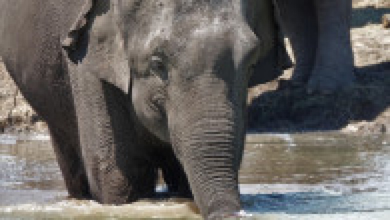 12 elefanți asiatici care până acum au trăit doar la circ au fost eliberați într-o rezervație din Florida . Facebook White Oak Conservation | Poza 5 din 5