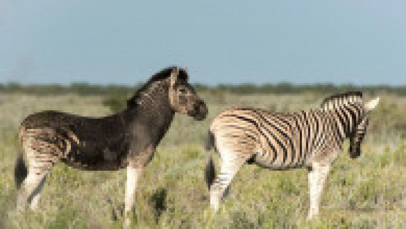 În ciuda aspectului diferit, zebra fără dungi este acceptată de restul turmei. Foto: Profimedia Images /Anja Denker/Solent News | Poza 4 din 5