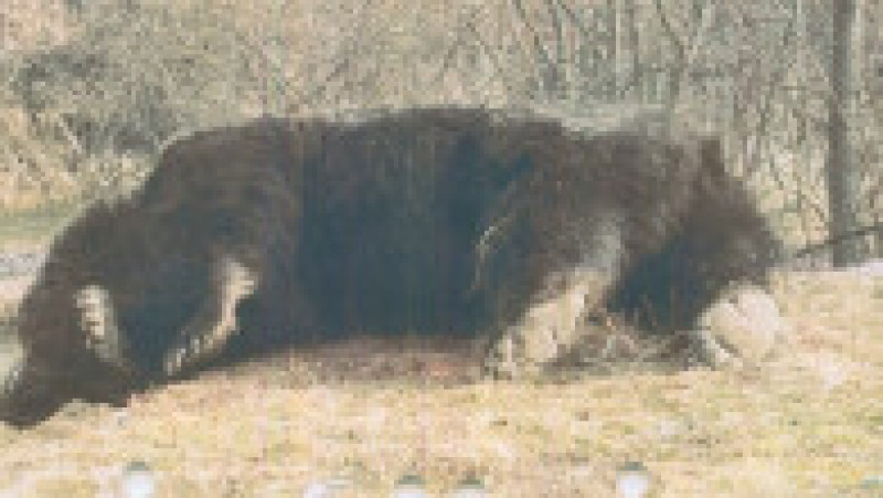 Ursul Arthur era cel mai mare urs cunoscut din pădurile României, potrivit ONG-ului Agent Green. Foto: Agent Green | Poza 4 din 4