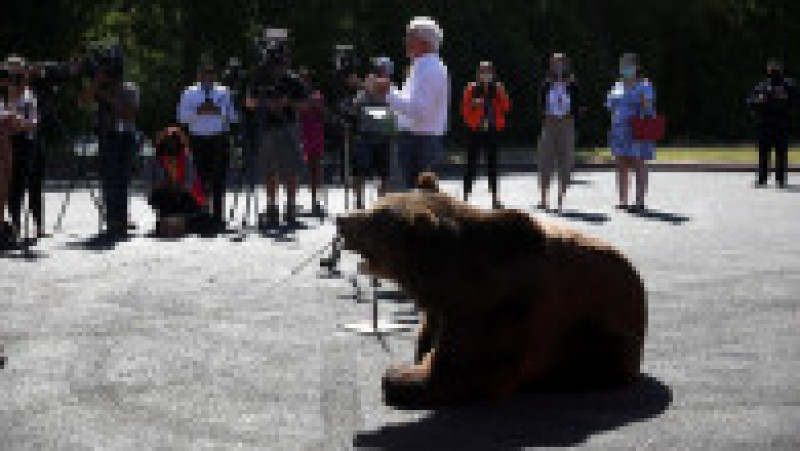 Ursul Tag, din subspecia kodiak de urs brun, cântărește 500 de kg Foto: Profimedia | Poza 3 din 10