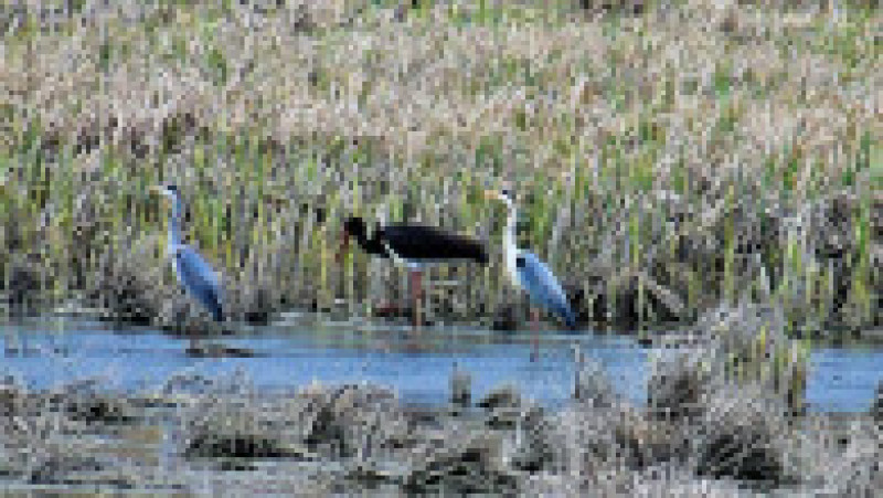 Berze negre observate pe iazuri din Botoșani Foto: Serviciul Teritorial Botoşani al Agenţiei Naţionale pentru Arii Naturale Protejate | Poza 1 din 6