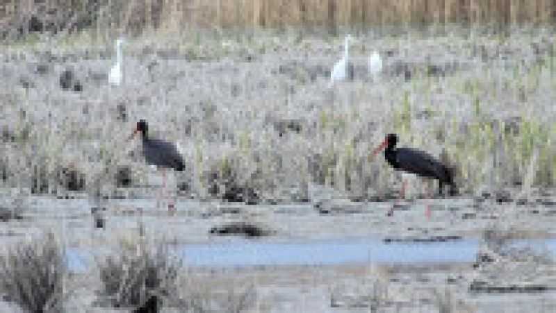 Berze negre observate pe iazuri din Botoșani Foto: Serviciul Teritorial Botoşani al Agenţiei Naţionale pentru Arii Naturale Protejate | Poza 6 din 6