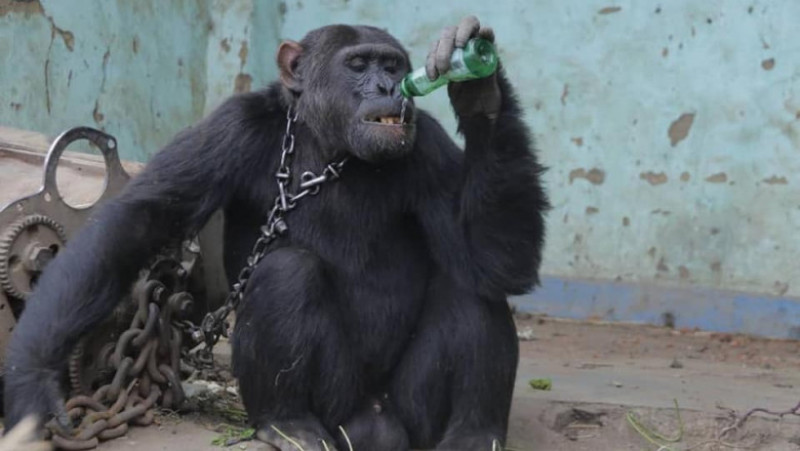 Cimpanzeul Tarzan, ținut 25 de ani în captivitate. Foto: Facebook/Conserv Congo