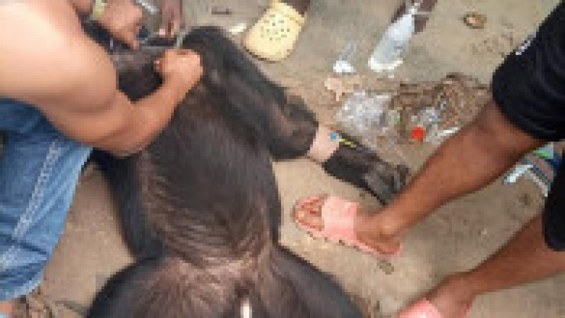 Cimpanzeul Tarzan, sedat de un medic veterinar. Foto: Facebook/Conserv Congo | Poza 5 din 6