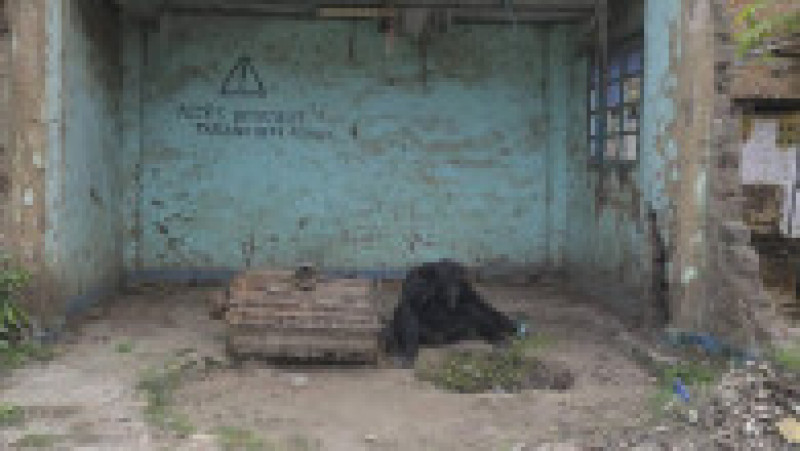 Cimpanzeul Tarzan, ținut 25 de ani în captivitate. Foto: Facebook/Conserv Congo | Poza 3 din 6