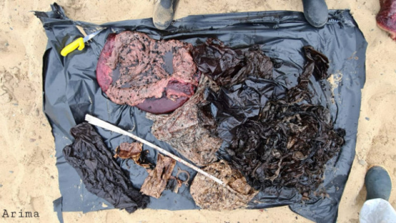 16 kilograme de plastic au fost găsite în stomacul unei balene care a eșuat pe o plajă din Franța. Foto: Facebook/Itsas Arima
