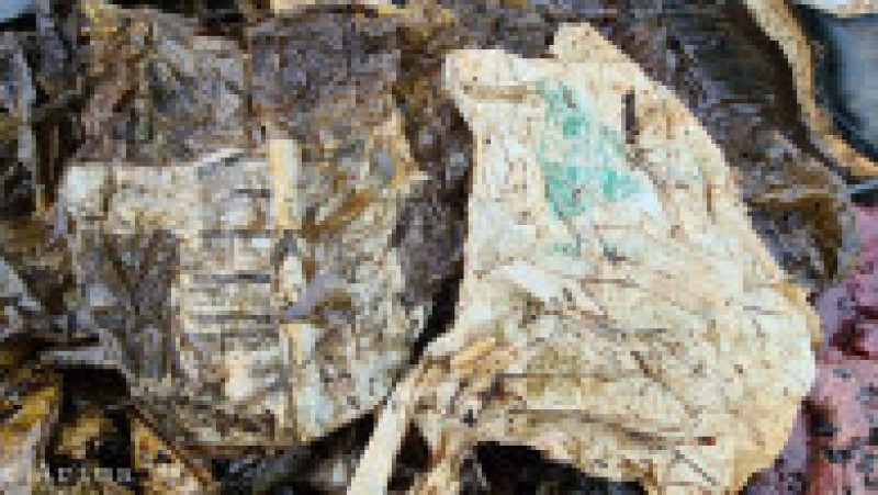 16 kilograme de plastic au fost găsite în stomacul unei balene care a eșuat pe o plajă din Franța. Foto: Facebook/Itsas Arima | Poza 2 din 8