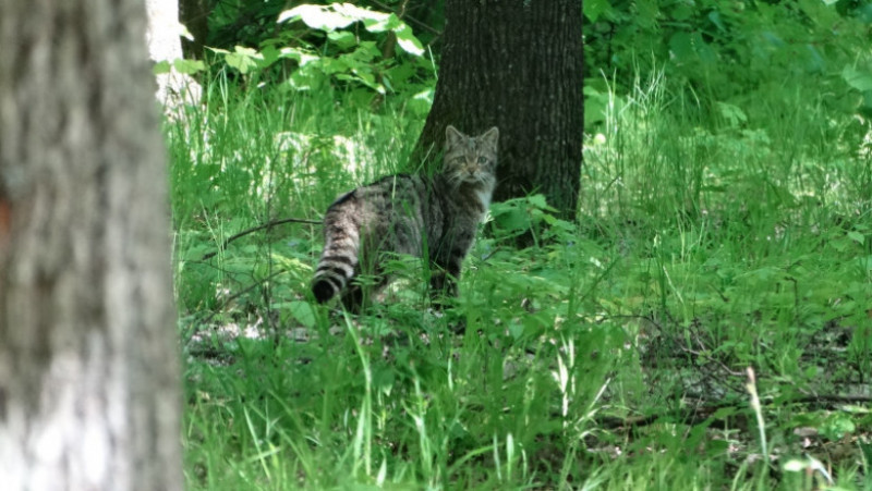 O pisică sălbatică a fost fotografiată într-o pădure din județul Vaslui. Animalul este văzut foarte rar de oameni, fiind un vânător nocturn. Foto: Facebook / Romsilva Vaslui
