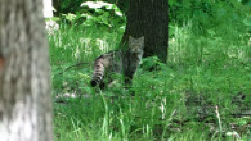 O pisică sălbatică a fost fotografiată într-o pădure din județul Vaslui. Animalul este văzut foarte rar de oameni, fiind un vânător nocturn. Foto: Facebook / Romsilva Vaslui | Poza 1 din 3