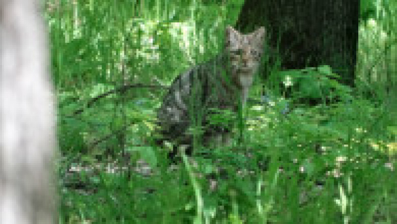 O pisică sălbatică a fost fotografiată într-o pădure din județul Vaslui. Animalul este văzut foarte rar de oameni, fiind un vânător nocturn. Foto: Facebook / Romsilva Vaslui | Poza 2 din 3