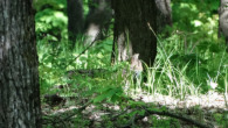 O pisică sălbatică a fost fotografiată într-o pădure din județul Vaslui. Animalul este văzut foarte rar de oameni, fiind un vânător nocturn. Foto: Facebook / Romsilva Vaslui | Poza 3 din 3