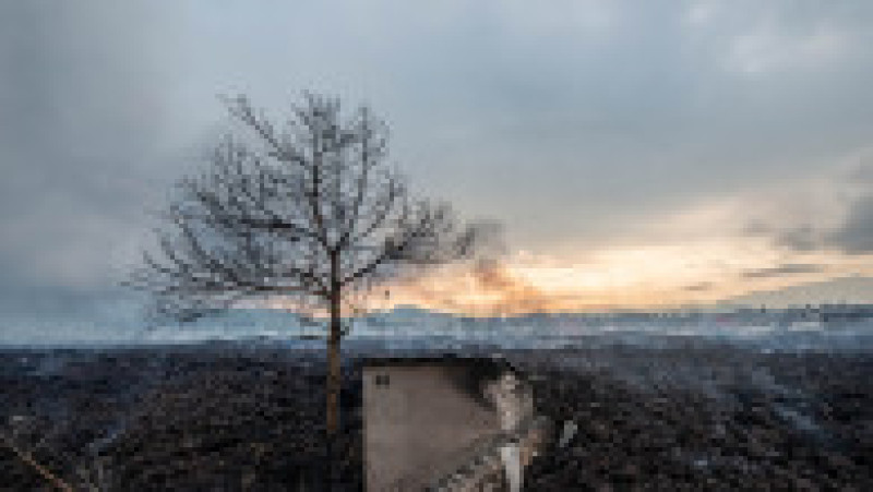 Copac şi o casă abandonată înconjurate de lavă. Foto: AFP/Profimedia Images | Poza 9 din 13