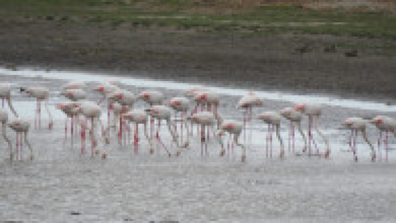 Peste 100 de păsări flamingo au fost observate în Rezervația Biosferei Delta Dunării. FOTO: Facebook ARBDD | Poza 4 din 4