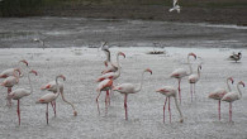 Peste 100 de păsări flamingo au fost observate în Rezervația Biosferei Delta Dunării. FOTO: Facebook ARBDD | Poza 3 din 4
