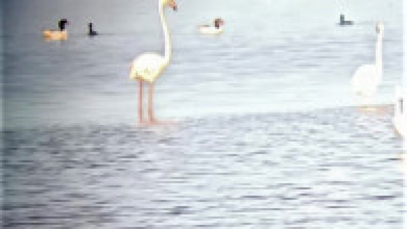 Peste 100 de păsări flamingo au fost observate în Rezervația Biosferei Delta Dunării. FOTO: Facebook ARBDD | Poza 1 din 4