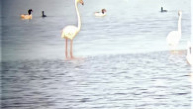 Peste 100 de păsări flamingo au fost observate în Rezervația Biosferei Delta Dunării. FOTO: Facebook ARBDD | Poza 1 din 4