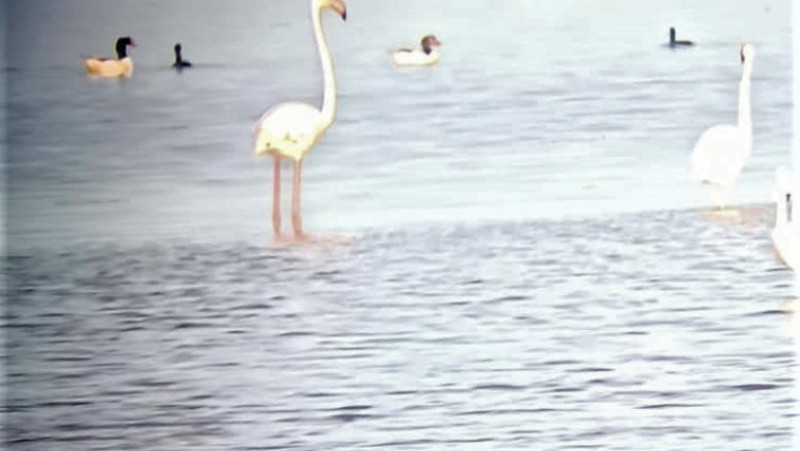 Peste 100 de păsări flamingo au fost observate în Rezervația Biosferei Delta Dunării. FOTO: Facebook ARBDD