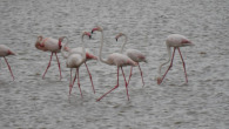 Peste 100 de păsări flamingo au fost observate în Rezervația Biosferei Delta Dunării. FOTO: Facebook ARBDD | Poza 2 din 4