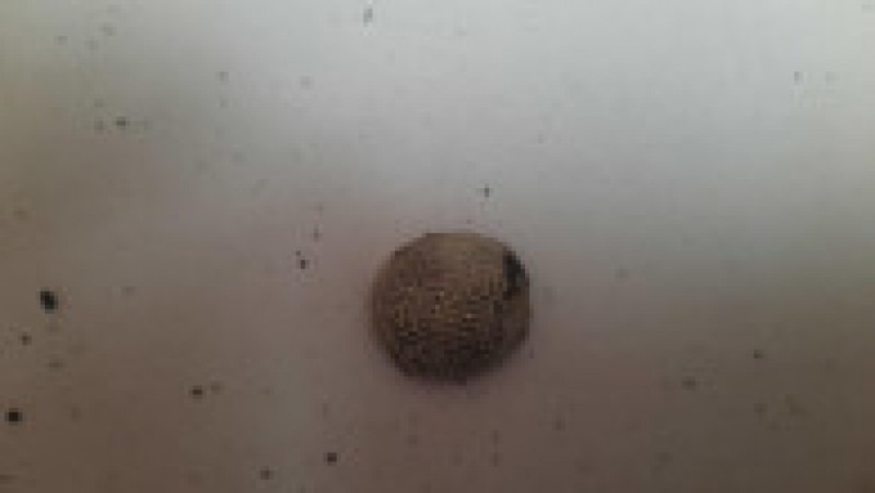 Monedă antică descoperită sub pământ, într-un vas de ceramică. Foto: Poliția Română | Poza 6 din 8
