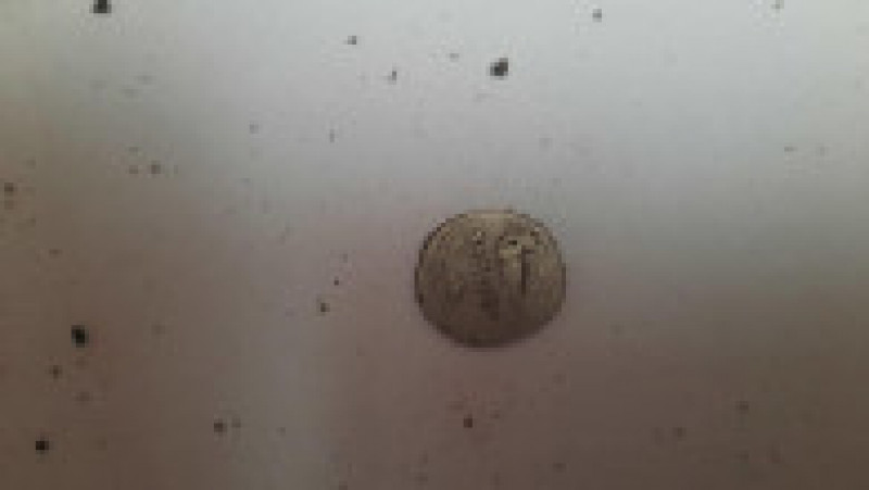 Monedă antică descoperită sub pământ, într-un vas de ceramică. Foto: Poliția Română | Poza 8 din 8
