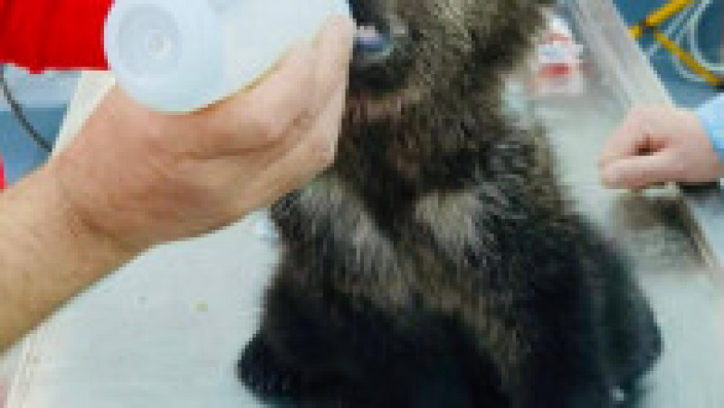 Pui de urs salvat în județul Sibiu. Foto: Facebook/Poliția Română | Poza 3 din 3
